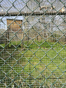 P9 Refocus, narrow aperture through wire fence