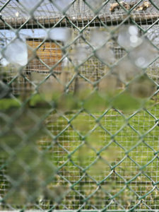 P9 Refocus, wide aperture through wire fence